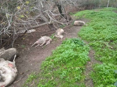 ΦΩΤΟ - ΣΟΚ: ΔΥΤΙΚΗ ΕΛΛΑΔΑ: Κεραυνός εξολόθρευσε κοπάδι με πρόβατα