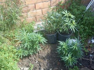 Ηλεία: Συνελήφθη 56χρονος ημεδαπός για κ...