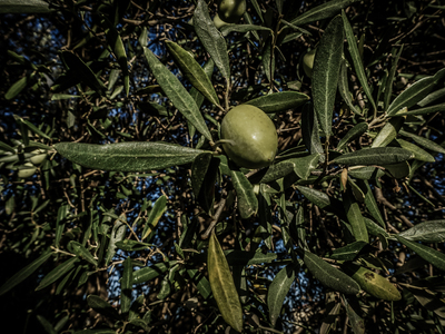 Αχαΐα: Μέσα Γενάρη και έχουν μαζευτεί οι...