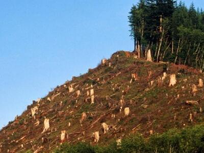 Μειώθηκαν οι δασικές εκτάσεις του πλανήτ...