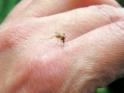 Αχαϊα: Ξεκινούν ψεκασμοί για τα κουνούπι...