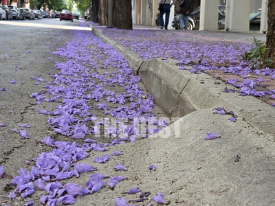 "Βάφτηκαν" μωβ, η Έλληνος Στρα...