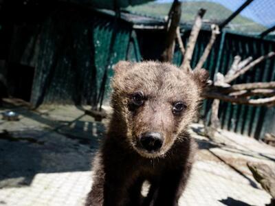 Δύο ορφανά αρκουδάκια υιοθέτησε ο "...
