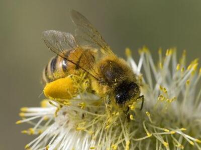 Ηλεία: Τα φυτοφάρμακα "εξαφανίζουν&...