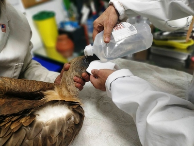 Δηλητηρίασαν 11 προστευόμενους γύπες στο...