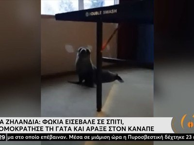 Φώκια εισέβαλε σε σπίτι, τρομοκράτησε τη...