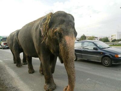 Ελέφαντας δραπέτευσε από τσίρκο και σκότ...
