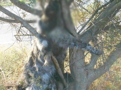 Αποτροπιασμός στην Κάτω Αχαΐα - Σκύλος β...