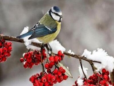 Πώς θα είναι ο φετινός χειμώνας σύμφωνα ...