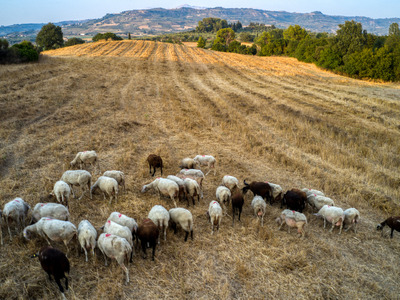 Ευλογιά των Αιγοπροβάτων: 12.000 ζώα έχο...
