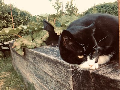 Ο Πάλμερστον, ο γάτος του Φόρεϊν Όφις, β...