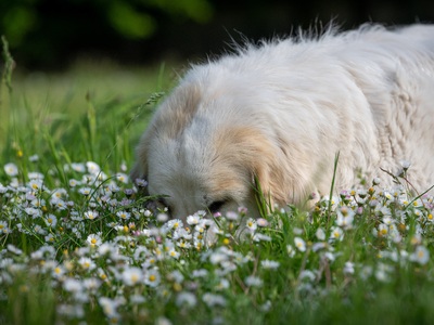 Βεγγαλικά: Πώς να προστατεύσετε τον σκύλ...
