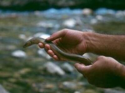 Στο νοσοκομείο μετά από σεξ με ...χέλι!!!