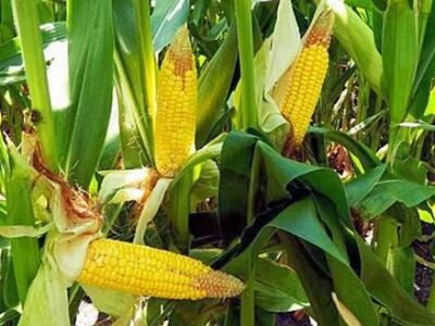 Ηλεία: Μειωμένη και με προβλήματα η φετι...