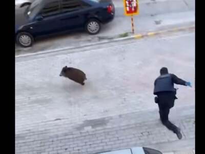 Θεσσαλονίκη: Αστυνομικοί κυνηγάνε αγριογ...