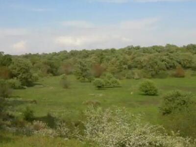 Βίντεο από το πανέμορφο βελανιδόδασος το...