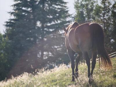 Μετέφεραν πάνω από μισό τόνο χασίς με άλ...