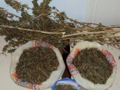 Από τα δενδρύλλια ... στα σακουλάκια η κάνναβη