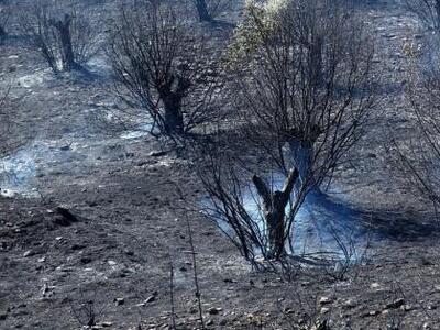 Ηλεία: 435 στρέμματα καμένης γης άφησαν ...
