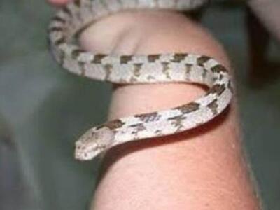 Κεφαλονιά: Το θαύμα με τα φιδάκια της Πα...