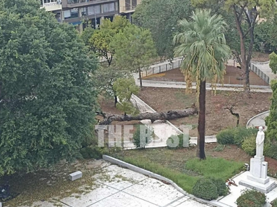 Πάτρα: Τα δέντρα που… πέφτουν- Ο Δήμος δ...