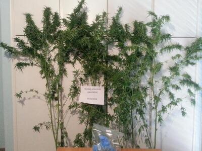 Συνελήφθη 48χρονος στην Αμαλιάδα για καλ...