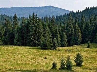 Η μυρωδιά του πευκοδάσους... ρυθμιστής τ...