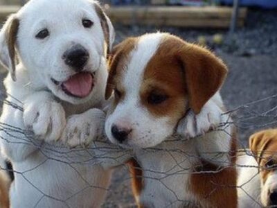 Φιλοζωικό Bazaar στην καρδιά της Πάτρας ...