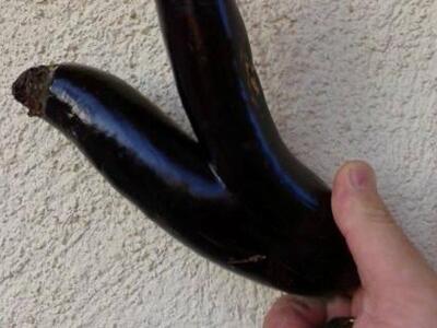 Βραχναίικα: H "δίδυμη" μελιτζά...