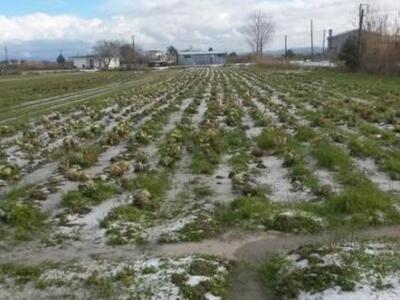 Ηλεία: Σοβαρές ζημιές προκάλεσε το χαλάζ...