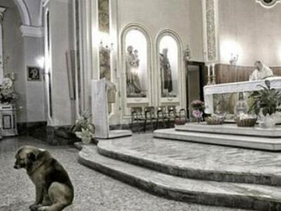 Πέθανε ο πιο πιστός σκύλος του κόσμου 