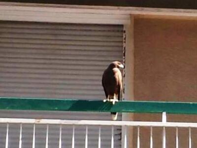 Απίστευτο θέαμα: Γερακίνα στο κέντρο της...