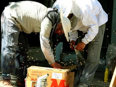 Διήμερο σεμινάριο από τον Μελισσοκομικό ...