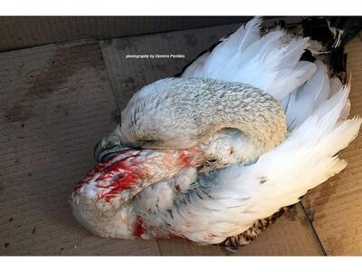 Λαθροθηρία με στόχο τα φοινικόπτερα στην...