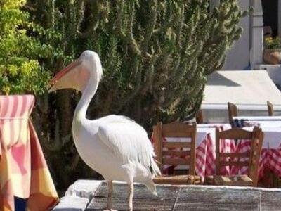 Ο Πέτρος ο Πελεκάνος ζει! Ποιος πελεκάνο...
