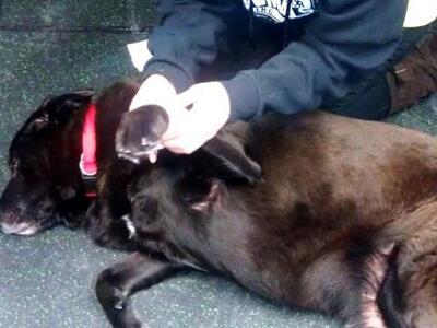 Πυροσβέστης σώζει κουτάβι με τεχνητή ανα...