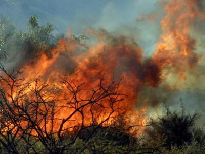 Αχαΐα: Πυρκαγιά σε δάσος στο Λιμνοχώρι- ...