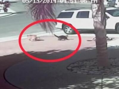 ΔΕΝ ΞΑΝΑΓΙΝΕ:  Γάτα σώζει παιδάκι από επ...