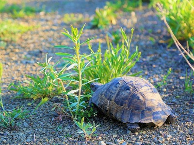 Νεκρά χελονάκια γέμισε ο δρόμος στο Μάλεμε