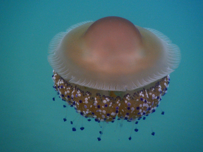 Επέστρεψαν οι μεσογειακές μέδουσες στις ...