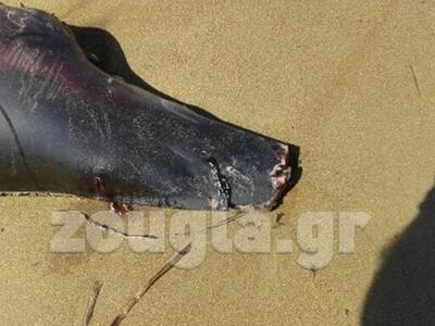 Ξεβράστηκαν στην Κυλλήνη ακρωτηριασμένα δελφίνια