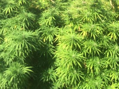 Ιταλία: Η θεραπευτική κάνναβη φτάνει στα...