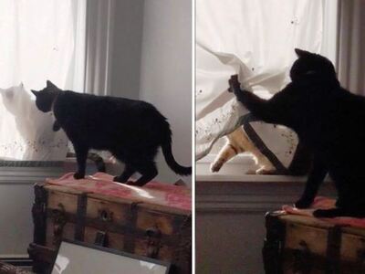 Μπερδεμένος... γάτος δεν μπορεί να αναγν...