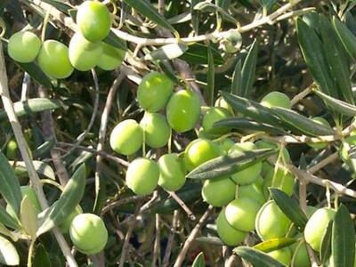 Μεσολόγγι: Φθηνά προϊόντα χωρίς μεσάζοντ...