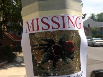 Έχασε την ταραντούλα του και την ψάχνει