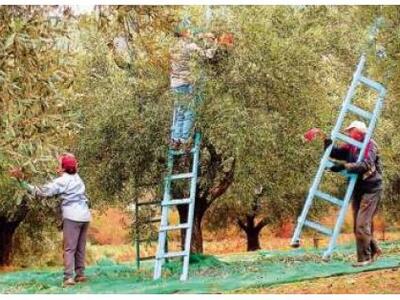 Πρέβεζα: Ελαιοπαραγωγοί διώχνουν τους Αλ...