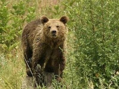 Γιάννενα: Αρκούδα εισέβαλε σε καφενείο