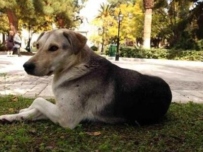 Κομοτηνή: Τραυμάτισε αδέσποτο σκύλο με ξ...