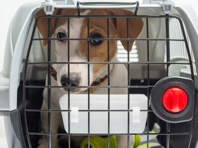 Πατρινός συνόδευε στο εξωτερικό ζωάκια γ...