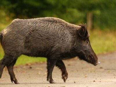 Μάνη: Μοτοσικλέτα συγκρούστηκε με αγριόχ...